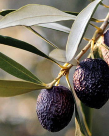 Olives La Tanche au naturel (région de Nyons) FRANCE