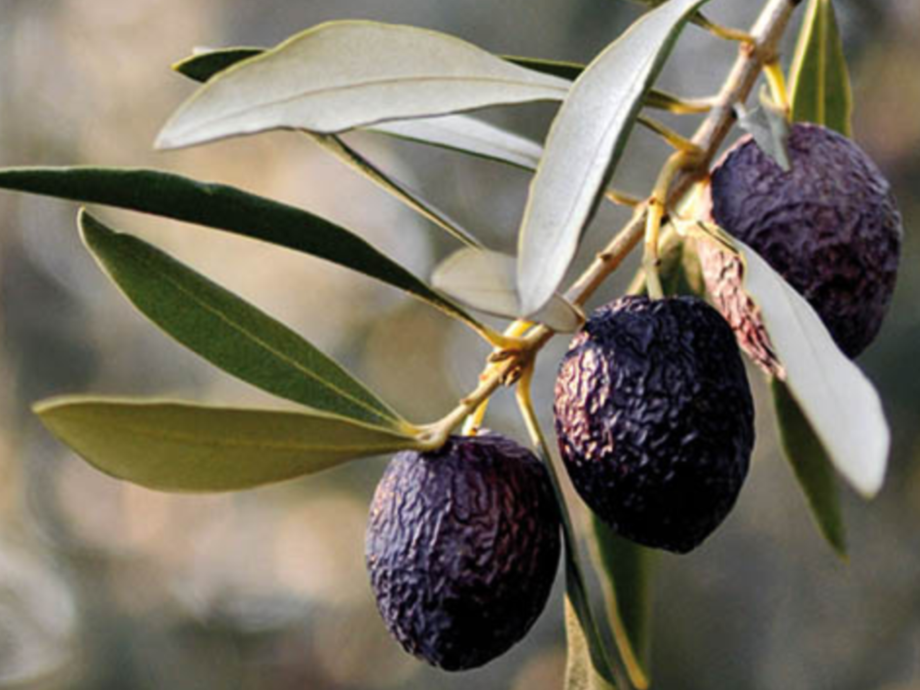 Olives La Tanche au naturel (région de Nyons) FRANCE